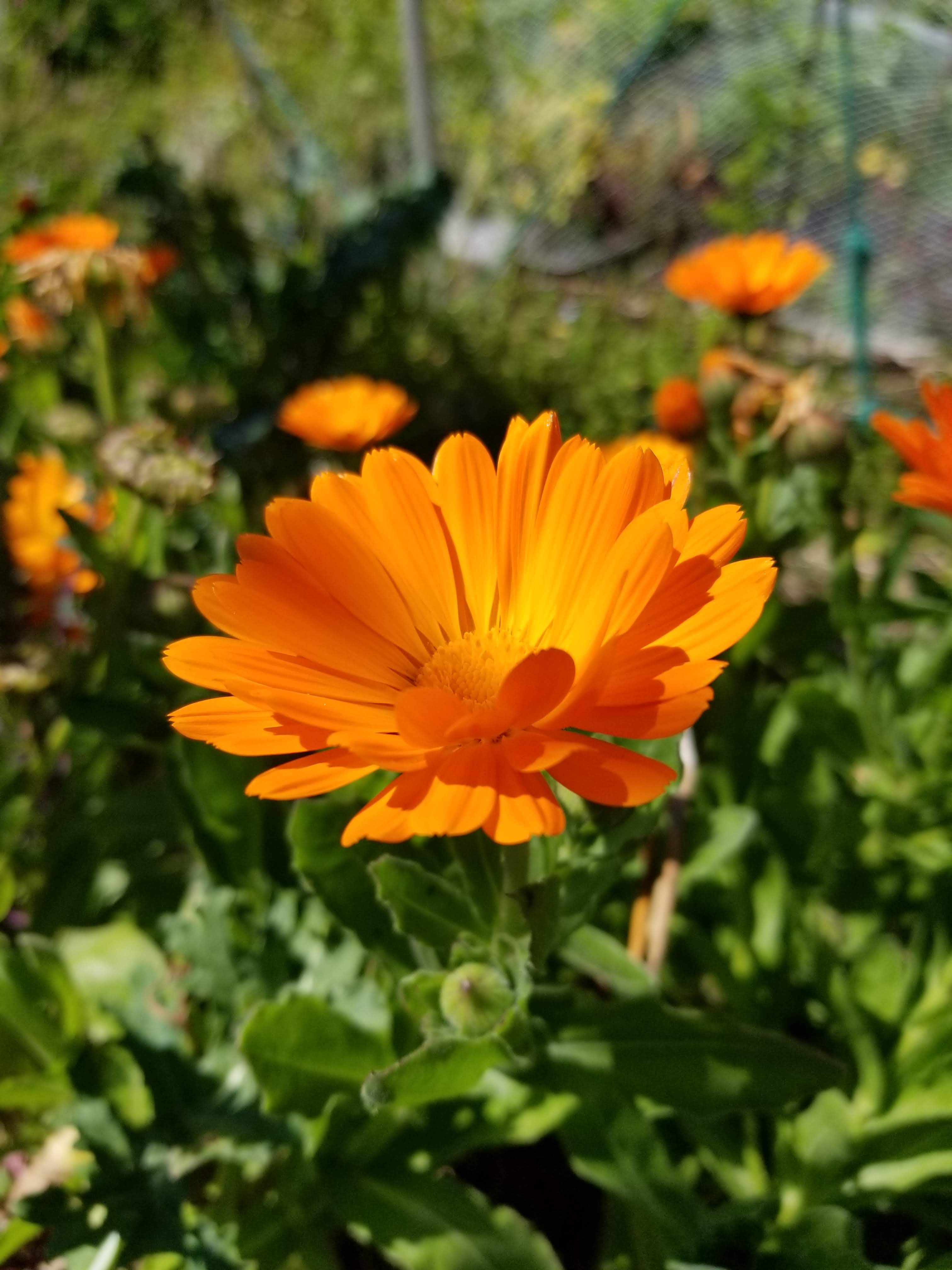 Calendula- the FIRST Blog Post