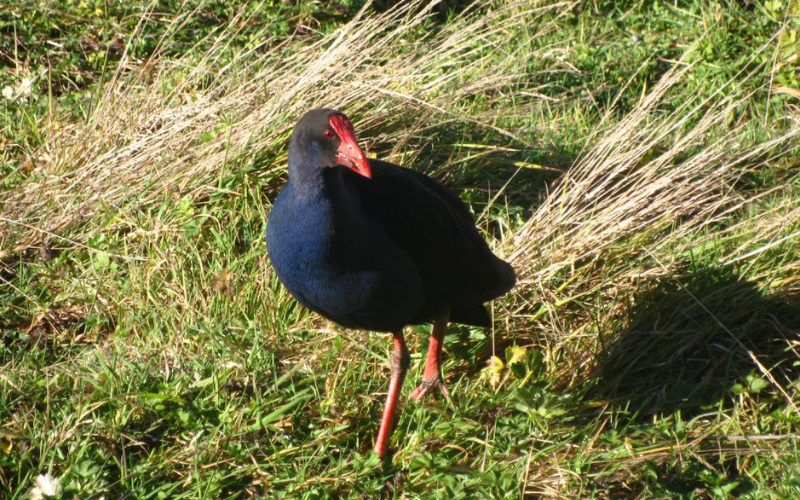 Pukeko Garden