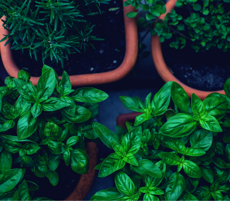 Growing Goodness for Pets