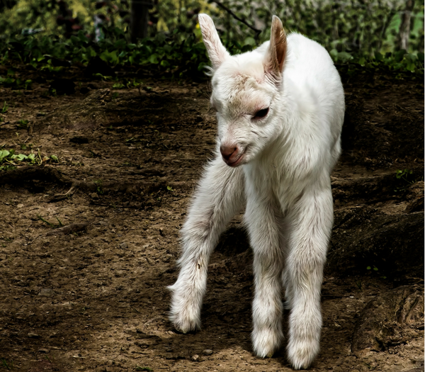 Baby Goat-ified (my new word just for you)