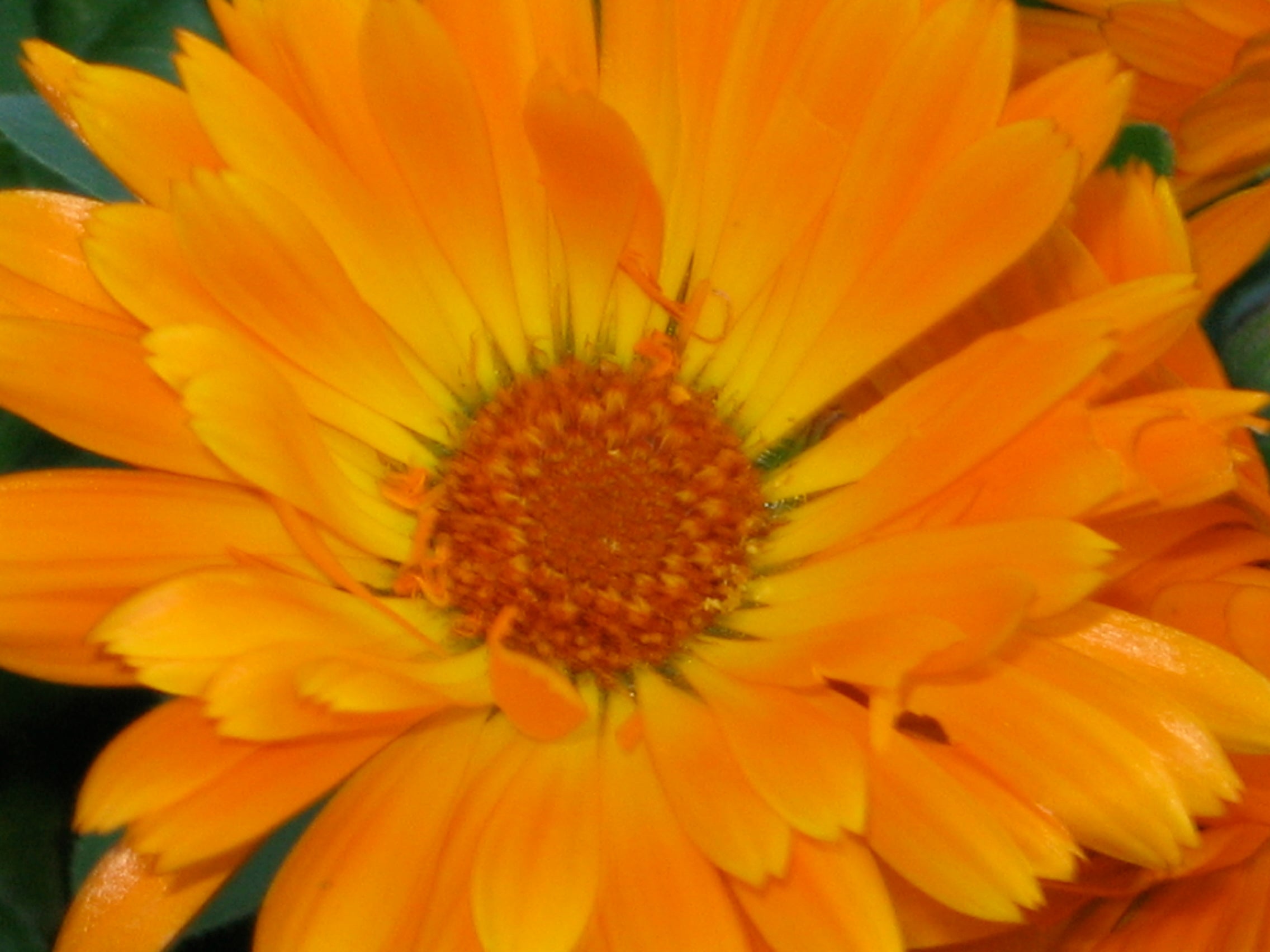 Calendula