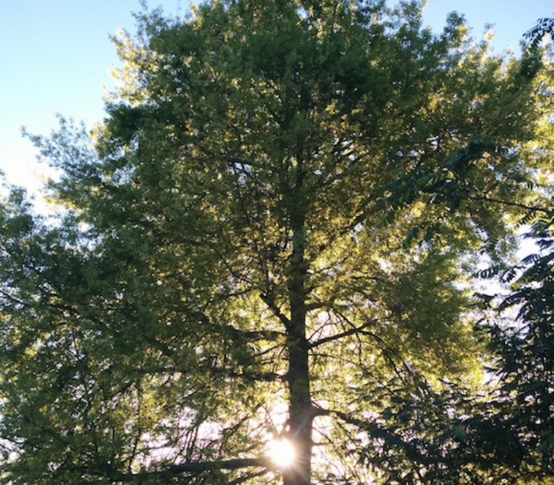 A Million Leaves