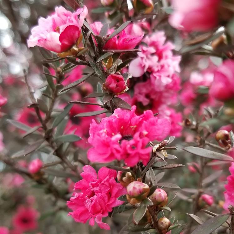 Manuka Oil is a Handy Home Companion