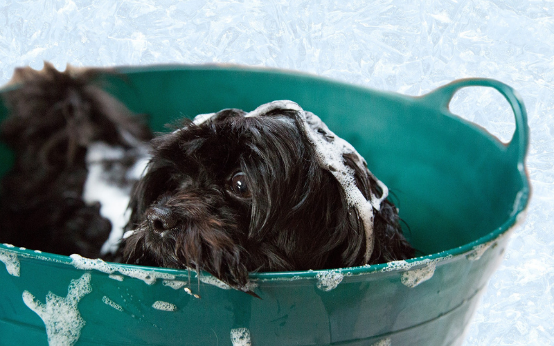 The Pharmacy Tree - Neem for Pets